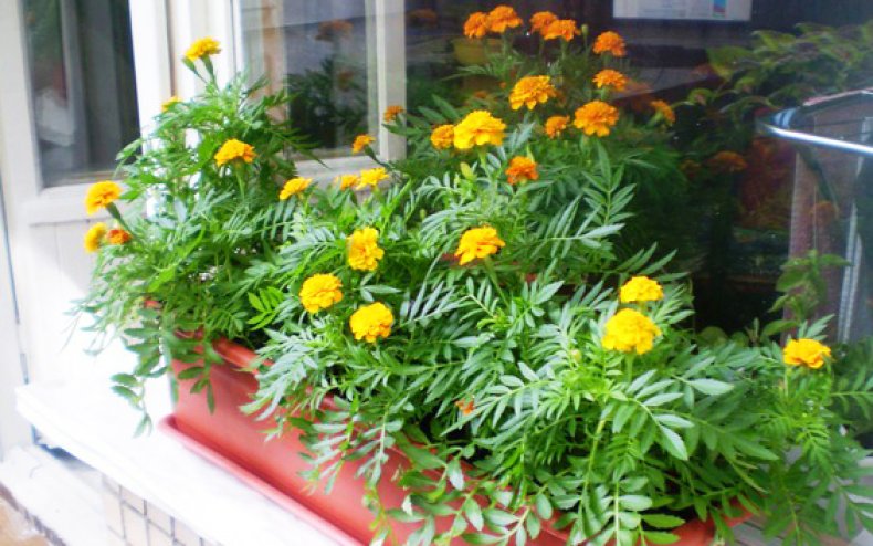 Marigolds pe balcon