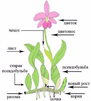 Структура орхидеје