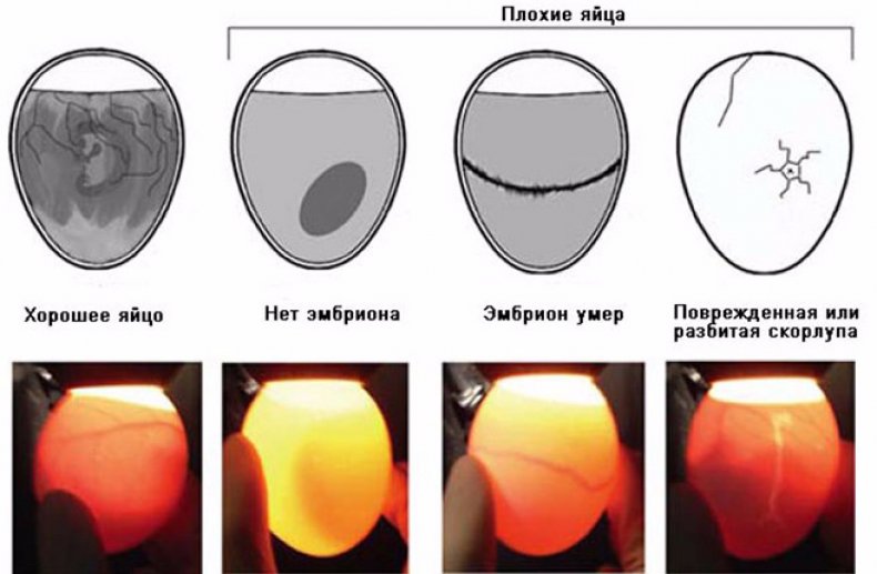 Stany jajeczne podczas ovoscopingu