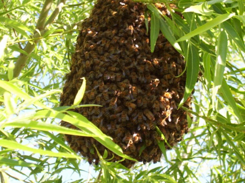 Закопавање пчела