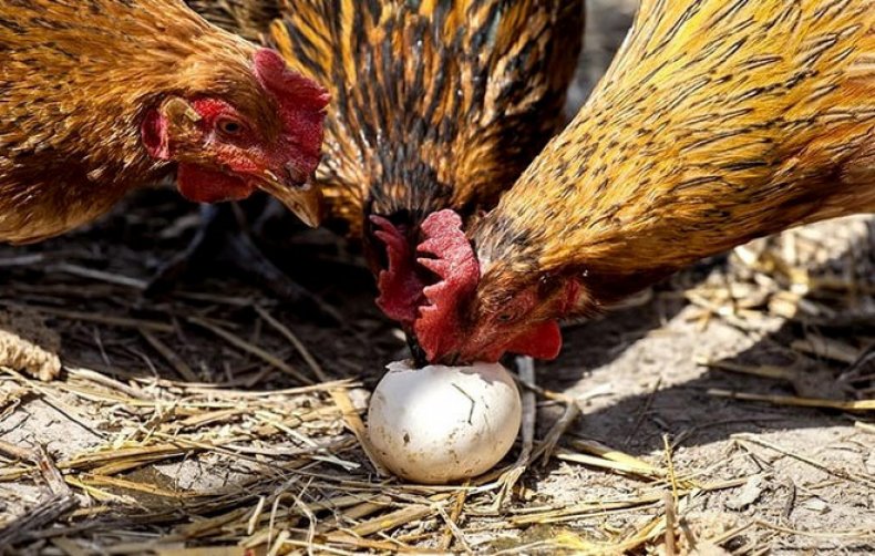 De ce găinile prăjeau ouăle