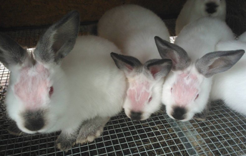 Hormonalna nierównowaga u królików