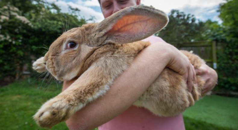 Büyük Tavşan