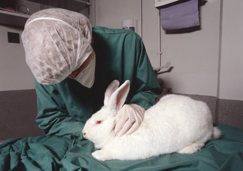 กระต่ายกับสัตวแพทย์