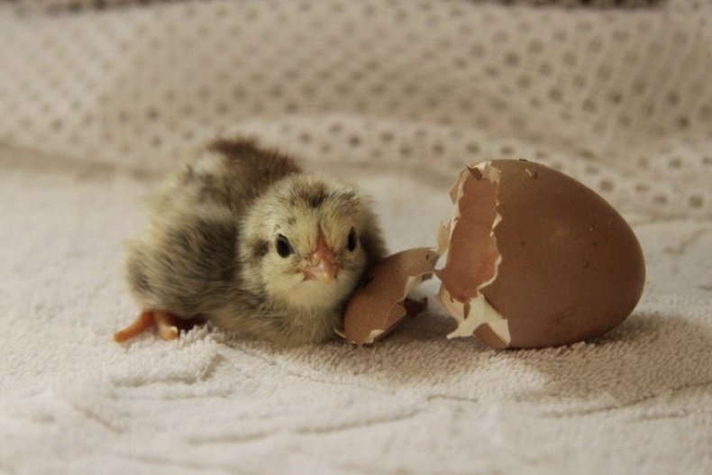 Пилетина излегнула из јаја