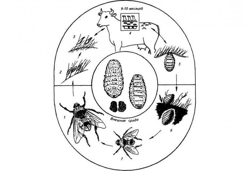 Hipodermik gadfly gelişim biyolojisi