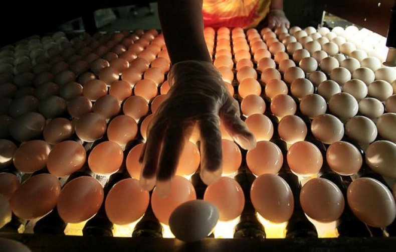 Incubarea ouălor