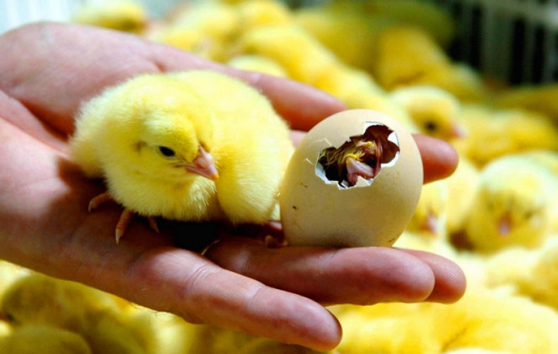 Incubarea ouălor