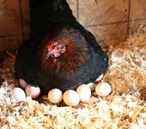Może to być tylko kurczak, uzyskany w wyniku naturalnej inkubacji