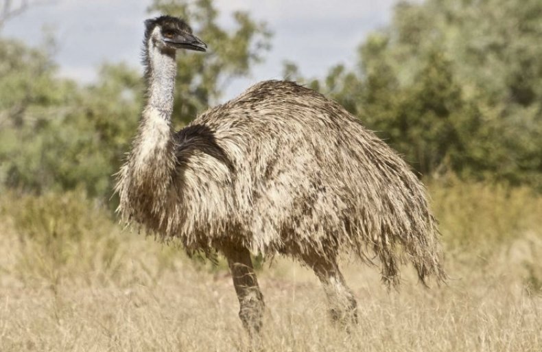 Strusie Emu