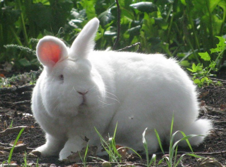 Nowa Zelandia White Rabbit