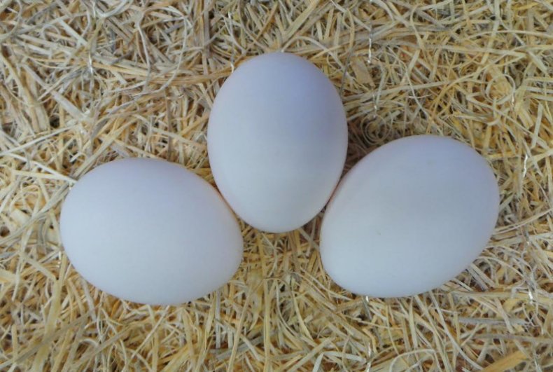 Ouă de leggune albă
