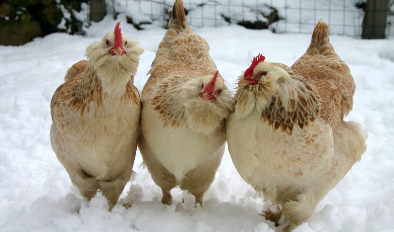 Faverolles Chicken