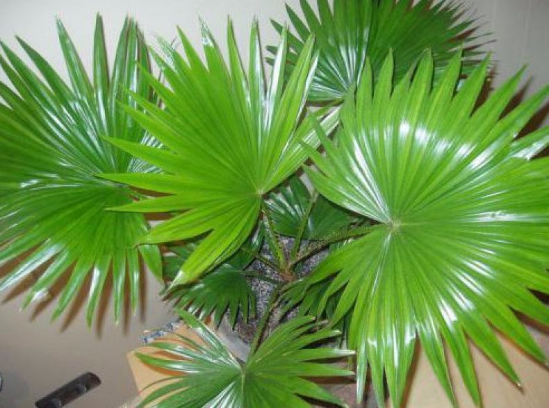 Palma trachycarpus