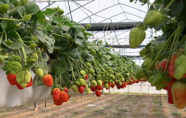Strawberry pe tehnologia olandeză