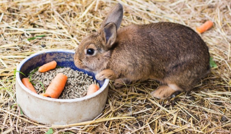 Nieprawidłowe karmienie królika
