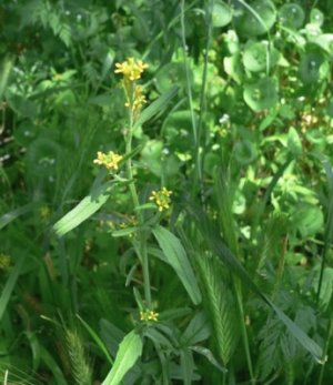 Plante medicinale (denumirea latină Sisymbrium officinale): o descriere a plantei medicinale