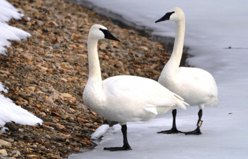 Swans trumpeters