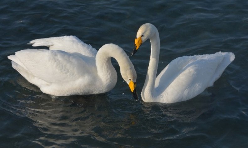 Swans Swans