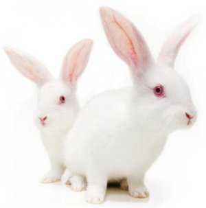 กระต่ายขาว