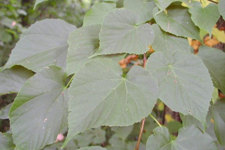 Lipa Japanese (Tilia japonica)