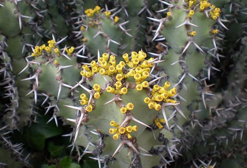 Niebieskawa Euphorbia