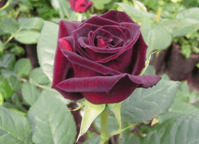 Rose Black Magic