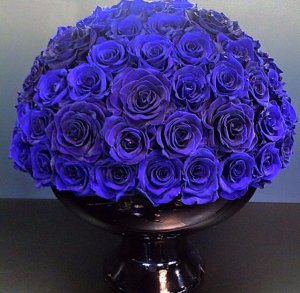 ดอกกุหลาบสีฟ้า