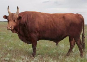 วัว Kalmyk
