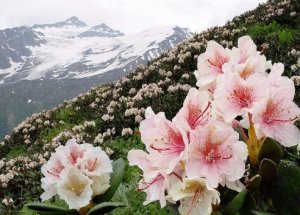 ทนต่อ Rhododendron ในฤดูหนาว