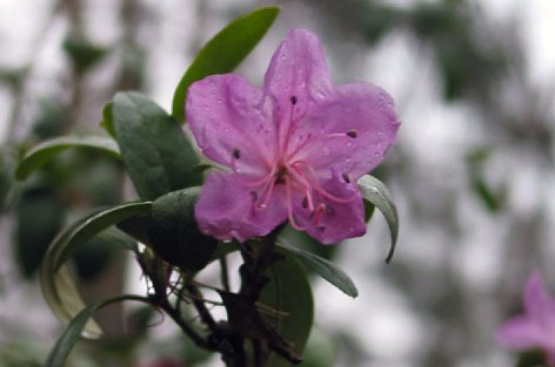 Rhododendron Daur