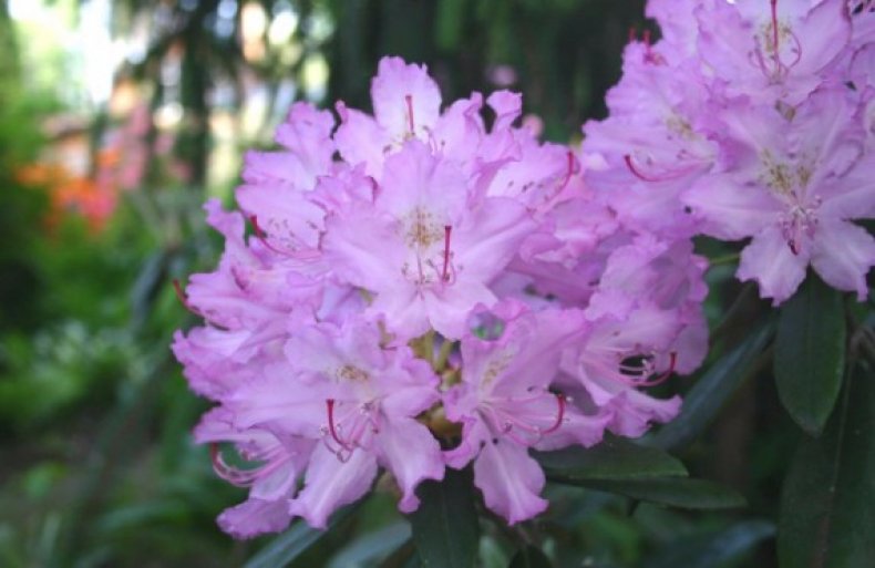 Rhododendron Smirnova