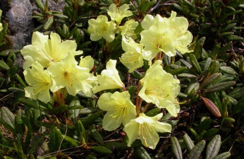 Rhododendron golden