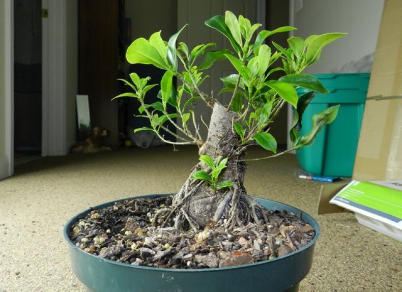 Ficus microcarp