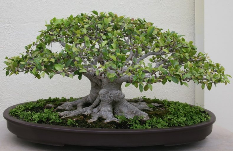 Ficus microcarp