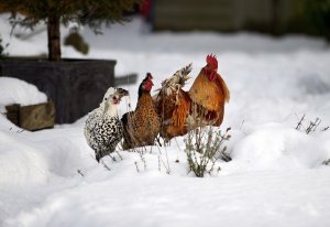 Kışın tavuklar
