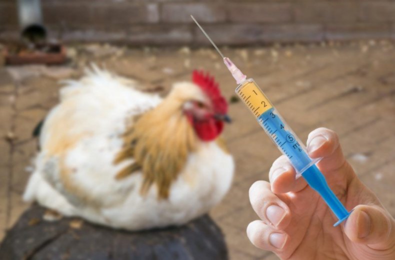 Tavuklar için antibiyotikler