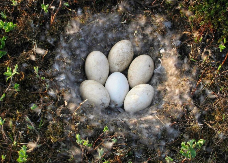 Husacie vajcia
