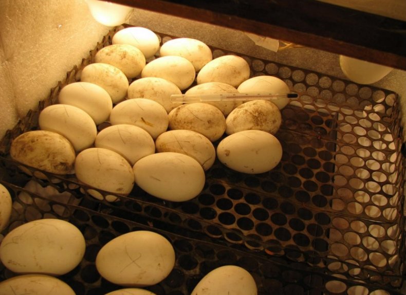 Husacie vajcia v inkubátore