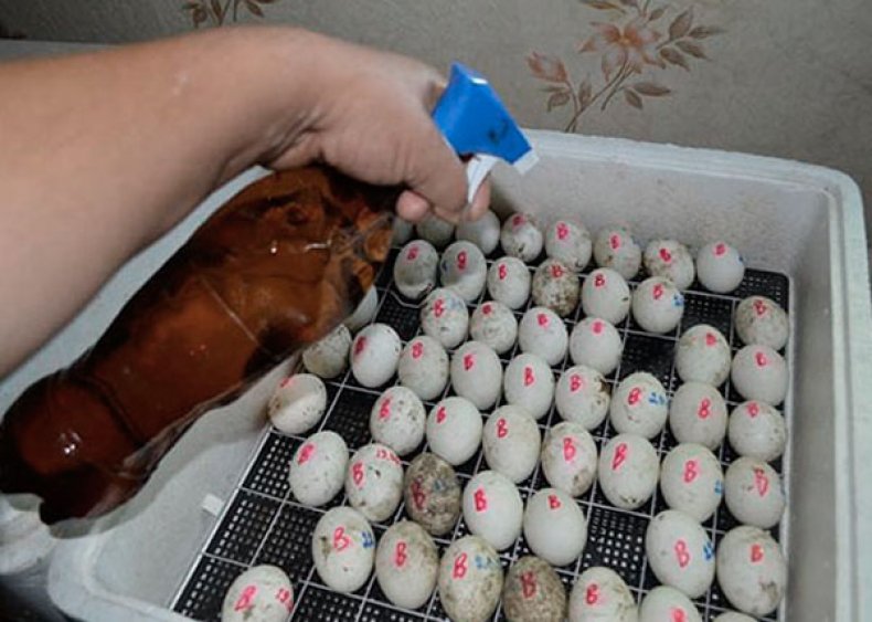 Postrekovanie husacích vajíčok manganistanom draselným