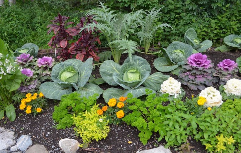 Mieszane sadzenie warzyw