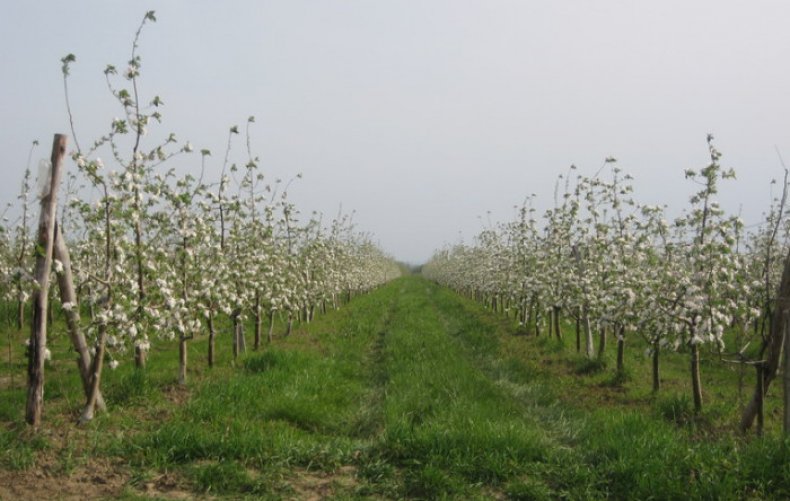 Blooming în formă de colon în formă de mere