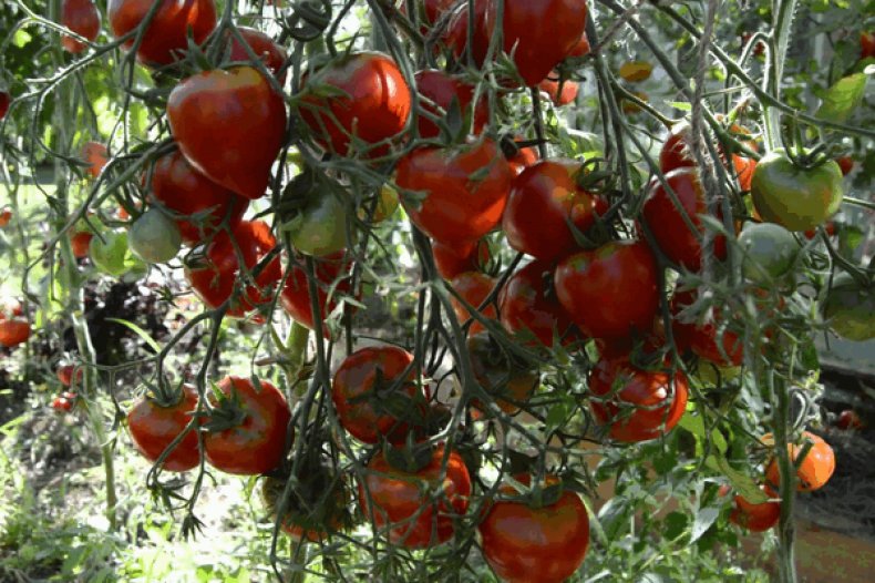Tomat Yubileyny Tarasenko