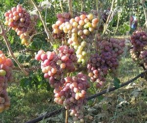 Kiście winogron