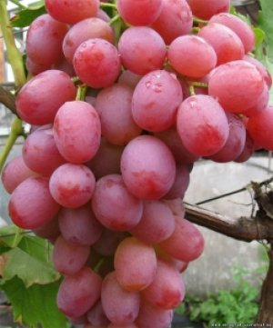 Winogrona w Libii