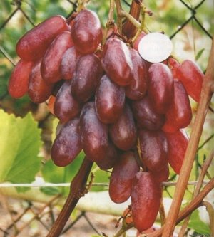 Winogrona jagody Sensacja w porównaniu