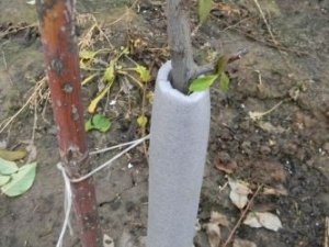 Arborele de arbori poate fi acoperit cu izolație termică pentru țevi