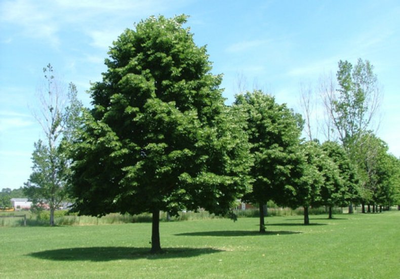 Kireç ağacı Kırım