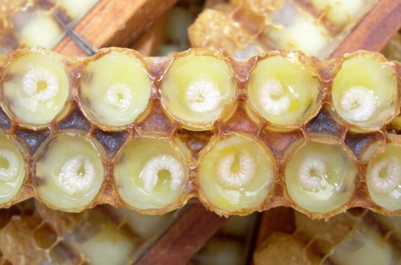 Arı Larvaları
