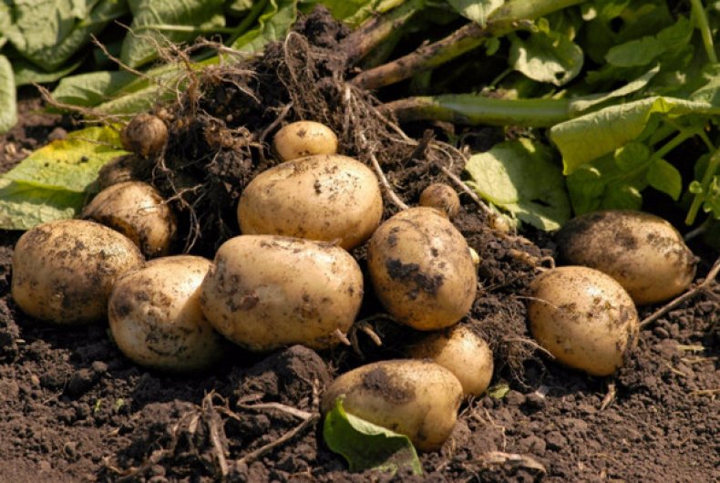 Caracteristicile soiului de cartof Lorch